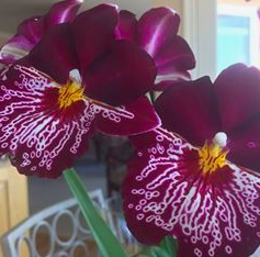 miltonia